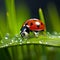 Delicate Balance: A Macro View of a Ladybug Perched on a Blade of Grass