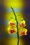 Delicate and beautiful mini yellow phalaenopsis orchids on gradient background