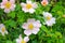 Delicate,beautiful, pale pink rosehip flowers with large yellow buds bloomed in the garden. Flowering bush Rosa majalis