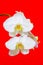 Delicate and beautiful phalaenopsis white orchids hanging against bright red background