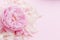 Delicate beautiful pink color floral background. Peony flower and petals. Spring romance tenderness love.