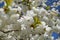 Delicate and beautiful Shirotae Cherry, Mount Fuji Cherry, blossom with white double layer flowers against blue sky background.