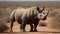 The delicate beauty of a black rhinoceros