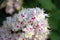 Delicate beauty. Blooming chestnut tree.