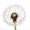 Delicate Beauty: Closeup of a Single Dandelion on White Background, Generative AI