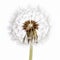 Delicate Beauty: Closeup of a Single Dandelion on White Background, Generative AI