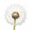 Delicate Beauty: Closeup of a Single Dandelion on White Background, Generative AI