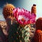 The delicate beauty of the harsh desert between cactus spines - Generate Artificial Intelligente - AI