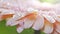 Delicate beige gerbera flower with drops of