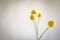 Delicate Billy Buttons blooms on white background