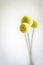 Delicate Billy Buttons blooms on white background