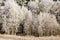 Delicate birch tree twigs in hoarfrost and snow