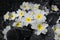 Delicate black and white flowers with yellow spots in the middle