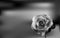 Delicate Black and white Rose on a blurred background