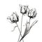 Delicate Black And White Tulip Drawing With Realistic Details