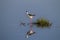 Delicate black-winged stilt in reflection