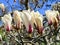 Delicate blooming buds Magnolia stellata Royal Star or Star Magnolia