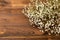 Delicate blooming gypsophila flower on background.