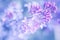 Delicate blooming lilac flowers. Beautiful spring floral background. Selective soft focus