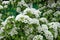 Delicate blooming white flowers on lush beautiful inflorescences of a spring flowering pear.