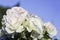 Delicate blooming white rose flowers against a blue sky