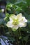 Delicate blossom of achristmas rose, close-up