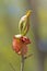 Delicate Blossom Opening on a Young Tree