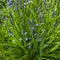 Delicate blue flowers growing on a green plant in a field in spring with copy space. Closeup landscape of nature and