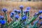 Delicate blue flowers, large blue alkanet Anchusa arvensis in the wild