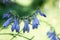 Delicate blue hosta flowers on blur nature green background. Beautiful garden flowers