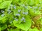 Delicate blue inflorescences of Brunner macrophylla. Photo