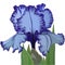 Delicate blue iris flower with leaves on white background