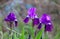 Delicate blue iris flowers on a flower bed in the park. Irises - summer butterfly. Spring Flowers. Close up of purple