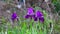 Delicate blue iris flowers on a flower bed in the park. Irises - summer butterfly. Spring Flowers. Close up of purple