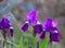 Delicate blue iris flowers on a flower bed in the park. Irises - summer butterfly. Spring Flowers. Close up of purple Japanese