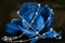 Delicate Blue Rose