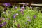 Delicate blue violet flowers. Lobelia. Botanical garden.