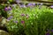 Delicate blue violet flowers. Lobelia. Botanical garden.