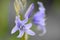 Delicate bluebell flower