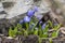Delicate bluebell snowdrop spring crocus in the mountains