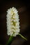 Delicate bouquet of aquatic white flowers: White Pontederia.