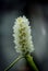 Delicate bouquet of aquatic white flowers: White Pontederia.