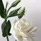 Delicate bouquet of Chinese roses on a white background.