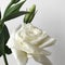 Delicate bouquet of Chinese roses on a white background.