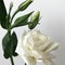 Delicate bouquet of Chinese roses on a white background.