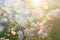 Delicate branch of a blossoming apple tree with bokeh circles, sun rays and fog