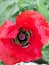 Delicate, bright red coloured garden poppy flower  with central parts pollens stamens pistils.