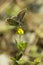 Delicate Brown Argus Butterfly