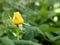 Delicate bud of yellow rose on green background of leaves
