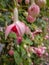 Delicate Budding Pink Fuschia Flower